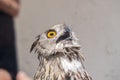 Eurasian Eagle-Owl with open beak, Bubo bubo Royalty Free Stock Photo