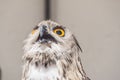 Eurasian Eagle-Owl with open beak, Bubo bubo