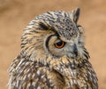 Eurasian eagle owl with orange eyes detail portrait Royalty Free Stock Photo