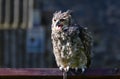 Eurasian Eagle owl