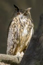 Eurasian eagle-owl perching Royalty Free Stock Photo