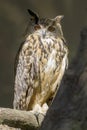 Eurasian eagle-owl perching
