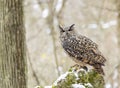 Eurasian eagle owl perching in winter forest Royalty Free Stock Photo