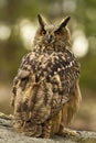 Eurasian Eagle Owl portrait Royalty Free Stock Photo