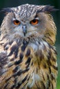 Eurasian eagle owl portrait Bubo bubo EurpÃÂ¤ischer Uhu Royalty Free Stock Photo