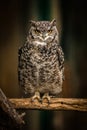 Eurasian Eagle Owl Portrait, Close up Royalty Free Stock Photo