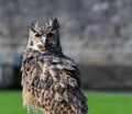 Eurasian Eagle Owl Portrait Royalty Free Stock Photo