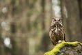 Eurasian Eagle Owl with prey Royalty Free Stock Photo