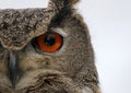 Eurasian Eagle Owl Profile Royalty Free Stock Photo