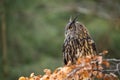 Eurasian eagle-owl on the right side, looking left with copy space for text. Bubo bubo Royalty Free Stock Photo