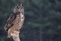 Eurasian Eagle Owl Sitting Royalty Free Stock Photo