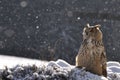 Eurasian Eagle Owl sitting on ground when snowing