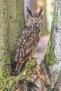 Eurasian eagle-owl is sitting between two trees looking at the camera Royalty Free Stock Photo