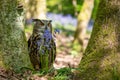 An Eurasian Eagle Owl stadning behind bluebells in a woodland setting Royalty Free Stock Photo