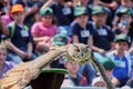 Eurasian Eagle Owl