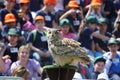 Eurasian Eagle Owl