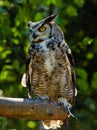 Eurasian Eagle Owl on the tree Royalty Free Stock Photo