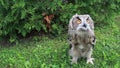 Eurasian Eagle owl walking