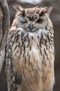 Eurasian Eagle Owl Winking Royalty Free Stock Photo