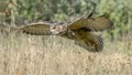 Eurasian Eagle owl (Bubo bubo) flying low above the grass. Noord Brabant in the Netherlands. Royalty Free Stock Photo