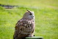 Eurasian eagle-owl Royalty Free Stock Photo