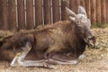 Eurasian elk resting