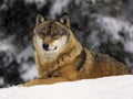 Eurasian or European wolf Royalty Free Stock Photo