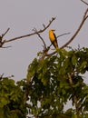 Eurasian Golden Oriole Royalty Free Stock Photo