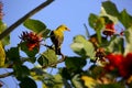 Eurasian Golden Oriole