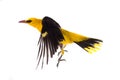 Eurasian Golden Oriole Oriolus oriolus