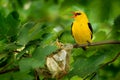 Eurasian Golden Oriole