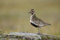 Eurasian golden plover