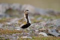 Eurasian golden plover