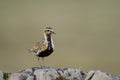 Eurasian golden plover