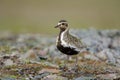 Eurasian golden plover