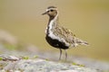 Eurasian golden plover Royalty Free Stock Photo