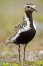 Eurasian golden plover