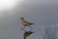 Eurasian golden plover Royalty Free Stock Photo