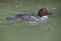 Eurasian goldeneye Bucephala clangula clangula