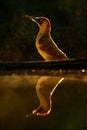 Eurasian Green Woodpecker - Picus viridis Royalty Free Stock Photo