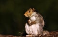 Eurasian grey squirrel sitting on a wooden log Royalty Free Stock Photo