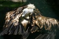 Eurasian Griffon Royalty Free Stock Photo