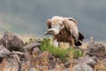 Eurasian Griffon Gyps fulvus Royalty Free Stock Photo