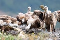 Eurasian Griffon Gyps fulvus Royalty Free Stock Photo