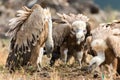 Eurasian Griffon Gyps fulvus Royalty Free Stock Photo