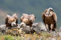 Eurasian Griffon Gyps fulvus Royalty Free Stock Photo