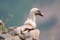 Eurasian Griffon Gyps fulvus Royalty Free Stock Photo