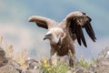 Eurasian Griffon Gyps fulvus Royalty Free Stock Photo