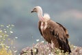Eurasian Griffon Gyps fulvus Royalty Free Stock Photo