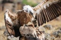 Eurasian Griffon Gyps fulvus Royalty Free Stock Photo